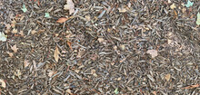 Autumn Bround Texture. Forest Floor.