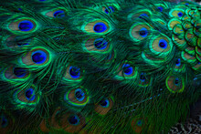 Texture Of Peacock Feathers. Beautiful Background, Rich Color.