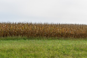 Canvas Print - Corn Field