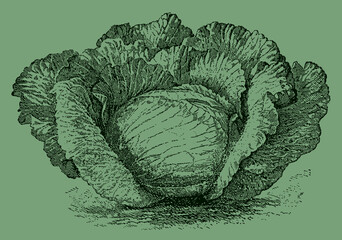 Wall Mural - Late flat cabbage variety, isolated on a green background. Illustration after an antique engraving from the 19th century
