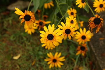 Wall Mural - Beautiful yellow flowers grow in the garden