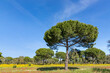 cork trees in the Algarve region