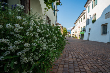  The old town of Eppan in the Italian South Tyrol with prominent flowers in the foreground and defocused architecture in the background.