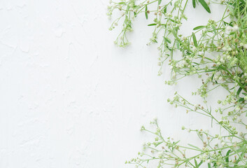 Green plant blooms isolated on white background with copy space.