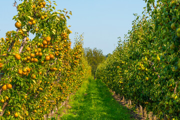pears growing in pear trees in an orchard in bright sunlight in autumn, voeren, limburg, belgium, se