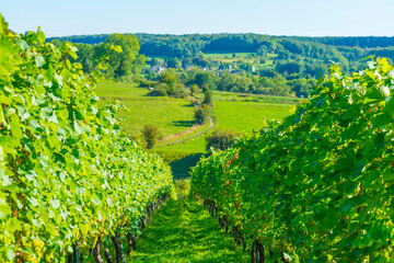 Vines with grapes growing in a vineyard in bright sunlight in autumn, Voeren, Limburg, Belgium, September 10, 2020