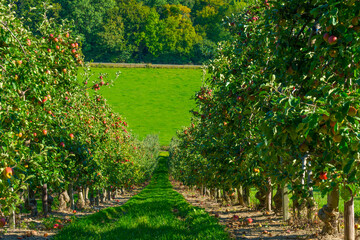 Apples growing in apple trees in an orchard in bright sunlight in autumn, Voeren, Limburg, Belgium, September 10, 2020