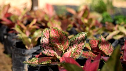 Wall Mural - Beautiful color aglaonema in the garden