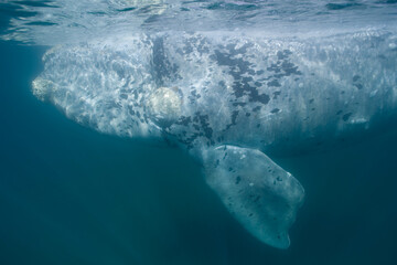 Southern Right Whale, Peninsula Valdes, Patagonia