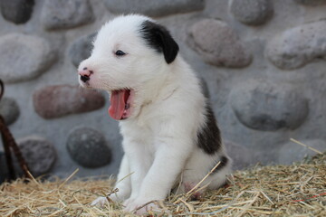 border collie puppy