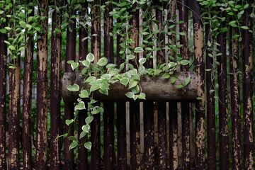 Wall Mural - ivy plant decorate on bamboo at park