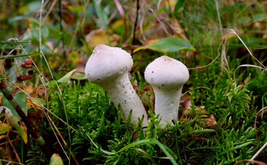 Wall Mural - Mushrooms in the autumn forest