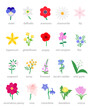 Wildflowers and garden flowers vector illustration