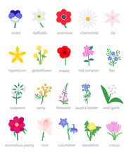 Wildflowers And Garden Flowers Vector Illustration