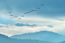 Blue Sky With Flying Birds Natural Background