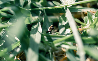 Wall Mural - ant on the grass