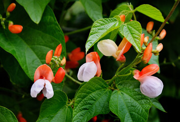 Poster - Bean flowers