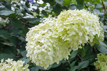 Hydrangea Arborescens Or Smooth Hydrangea With White Flowers And Green Foliage In Garden. Detail View Of Flowering Plant