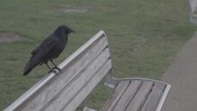 Shot To Raven In Bench In Inverness