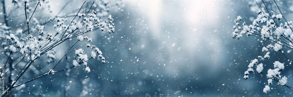 Winter panorama with snow-covered branches of plants on a blurred background during a snowfall - obrazy, fototapety, plakaty 