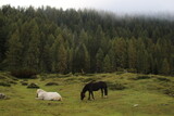 Fototapeta Konie - Pferde auf einer Wiese in den Bergen