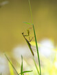 Praying mantis (Mantis religiosa) on blade of grass