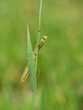 Praying mantis (Mantis religiosa) on blade of grass