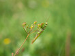 Praying mantis (Mantis religiosa) on plant