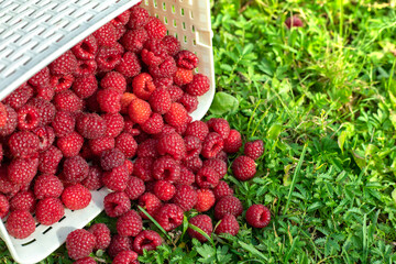 Fresh red raspberries in a basket on the green grass in the summer garden, copy space