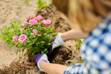 gardening and people concept - woman planting rose flowers at summer garden