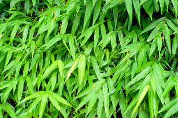 Green leaf background.