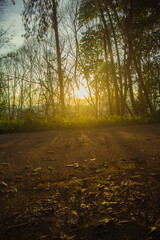Wall Mural - the sun sets in the evening with the forest, not nature