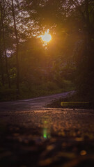 Wall Mural - the sun sets in the evening with the forest, not nature