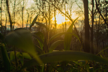 Wall Mural - the sun sets in the evening with the forest, not nature