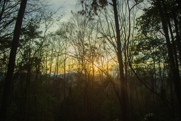 Wall Mural - the sun sets in the evening with the forest, not nature