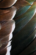 Detailed macro photo of brown and green duck feathers located in natural way