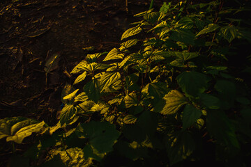 Wall Mural - the sun sets in the evening with a variety of vegetables grown and nature