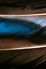 Macro photo of Two detailed blue, gray and white duck feathers summetrically located with natural shine