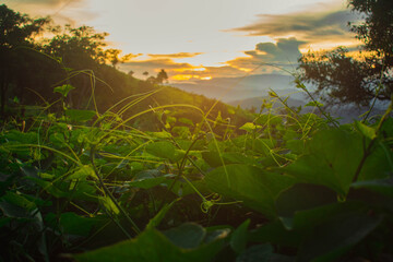 Wall Mural - the sun sets in the evening with a variety of vegetables grown and nature