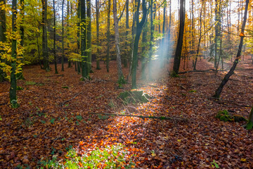 sunbeam in a forest