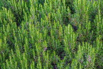 Rosemary plant background with shallow depth of field