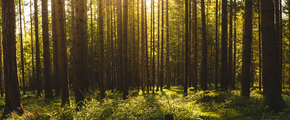  Beautiful green forest panorama with sun rays coming through.