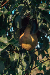 Poster - Beautiful fresh young pears growing on a tree. Close up.