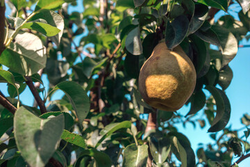Poster - Beautiful fresh young pears growing on a tree. Close up.