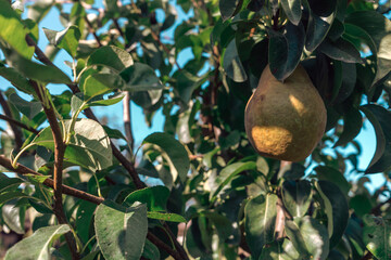 Poster - Beautiful fresh young pears growing on a tree. Close up.