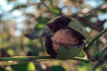 Poster - Fresh Ripe walnut  growing on a tree autumn background.