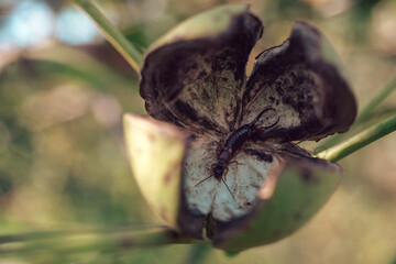 Poster - Fresh Ripe walnut  growing on a tree autumn background.