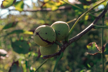Poster - Fresh Ripe walnut  growing on a tree autumn background.