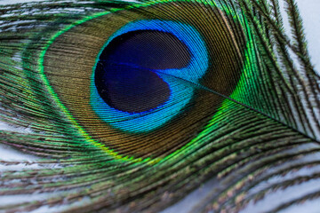 Wall Mural - Various views of a peacock feather