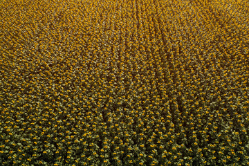 Fotomurales - Aerial view of large endless blooming sunflower field in summer from drone pov